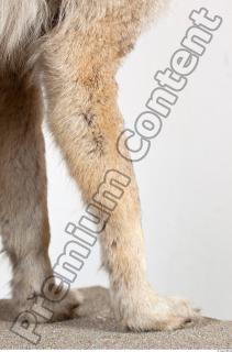 Wolf leg photo reference 0014